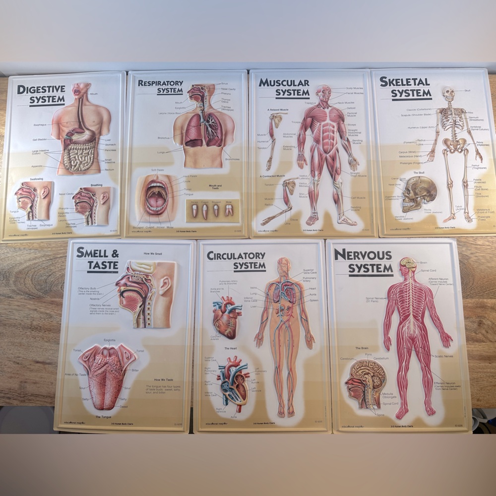VTG Educational Insights 3D Human Body Chart System Set of 7 School 80s EI-5220‎